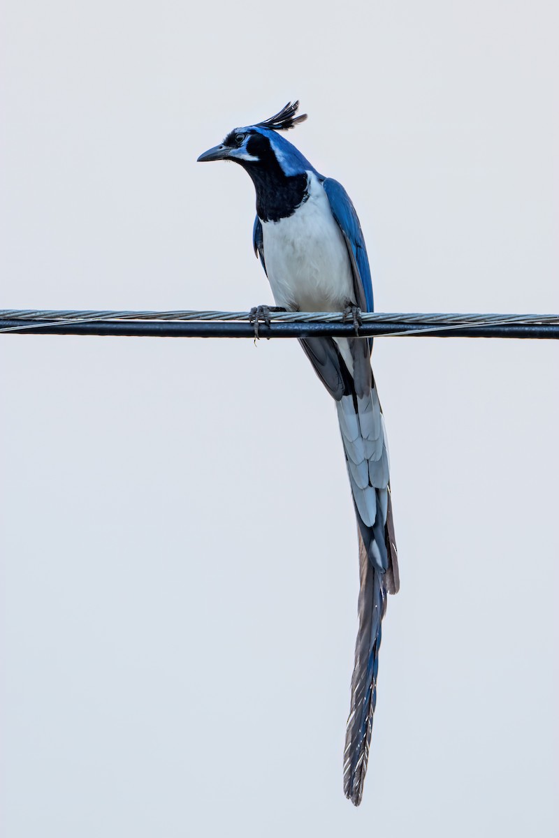 Black-throated Magpie-Jay - Andrew Newmark