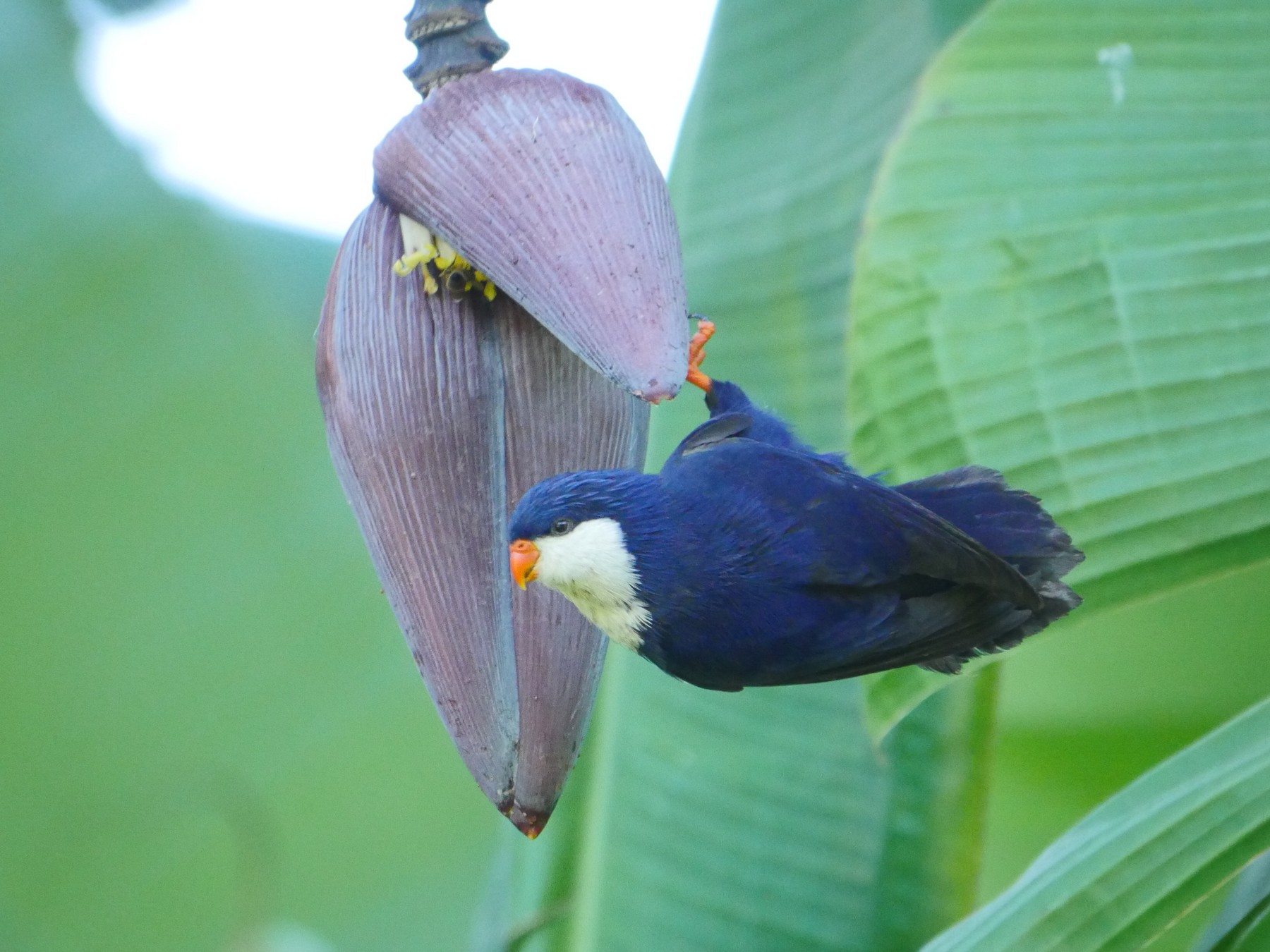 ノドジロルリインコ Ebird