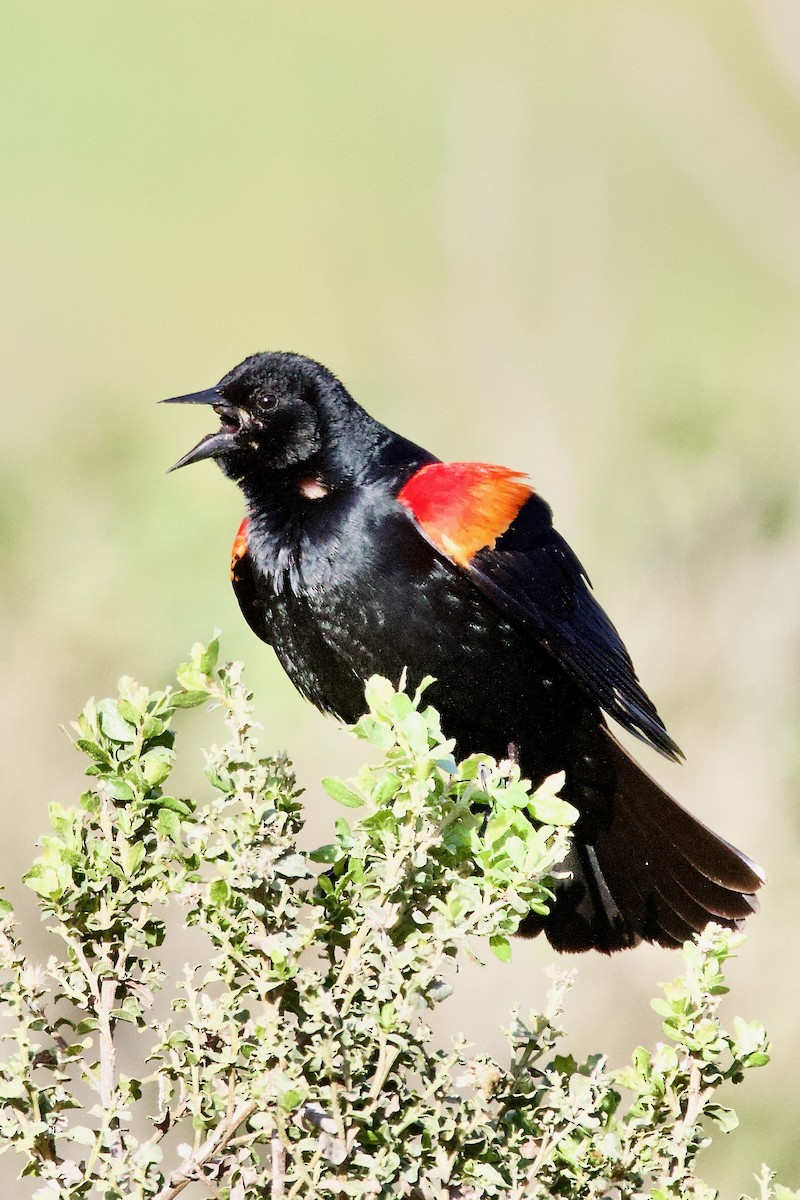 Red-winged Blackbird - Scott Buchanan
