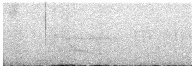 Magellandrossel - ML325283391