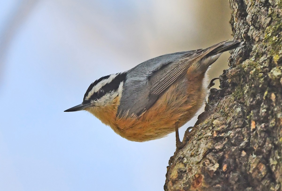 Red-breasted Nuthatch - Jeremy Cohen