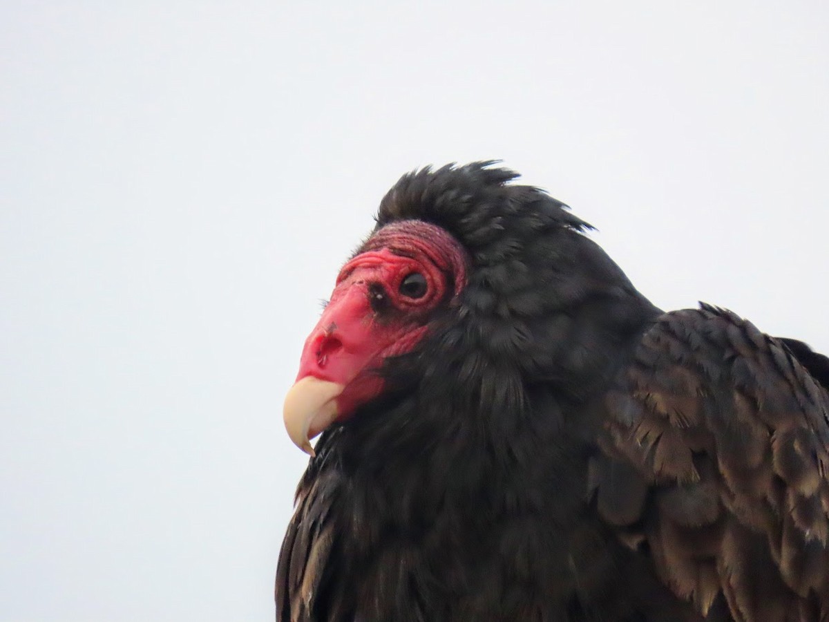 Turkey Vulture - Long-eared Owl