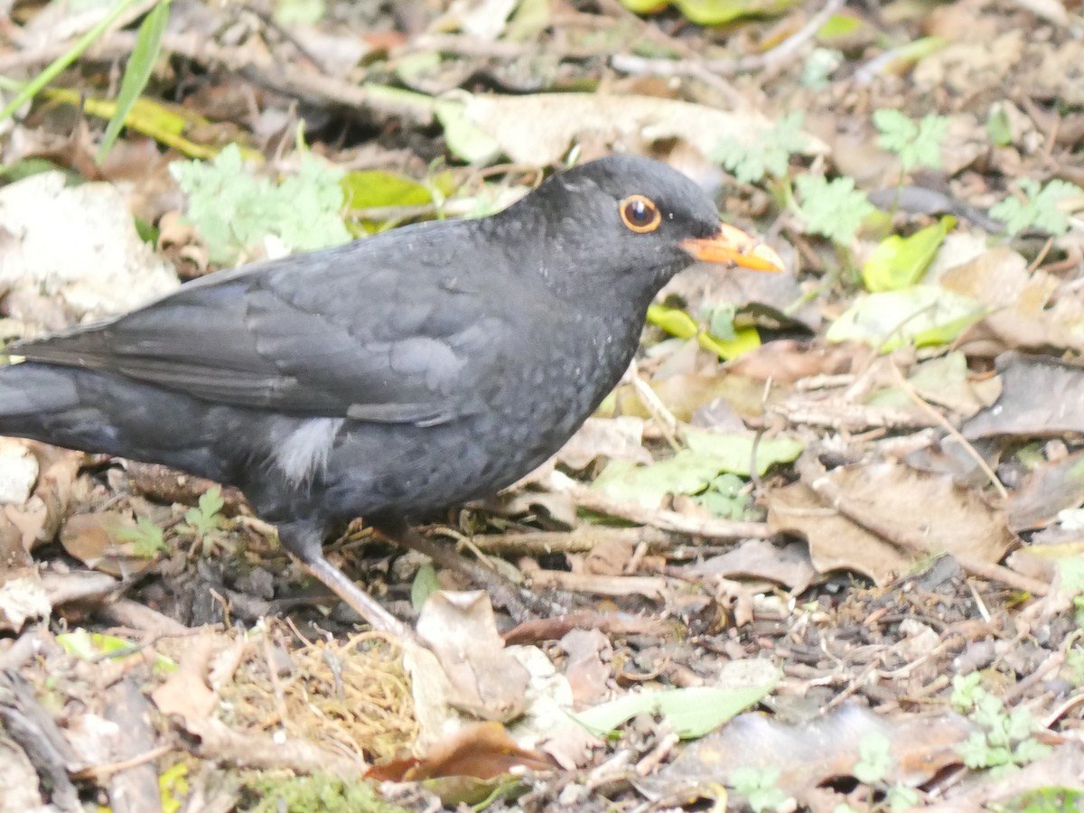 Eurasian Blackbird - ML32529211