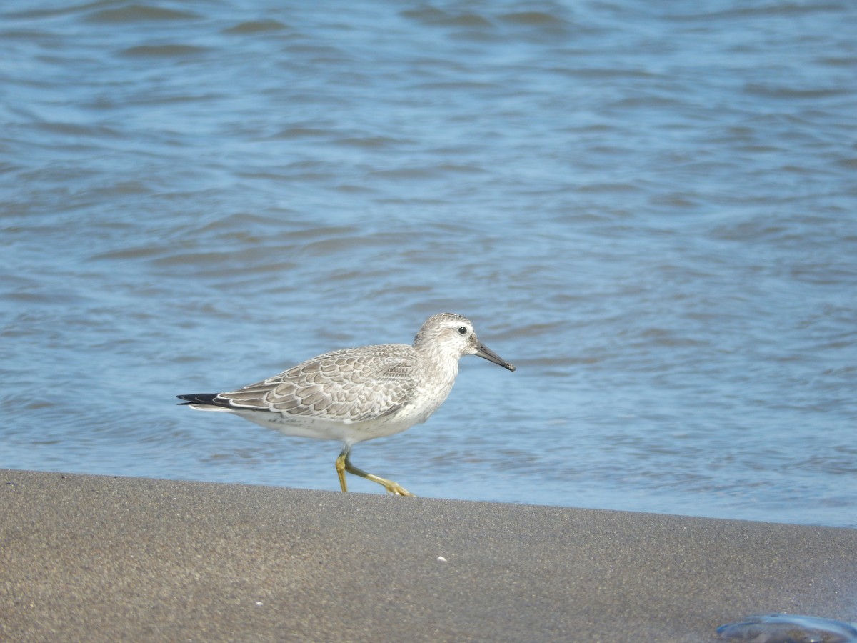 Red Knot - ML32529221
