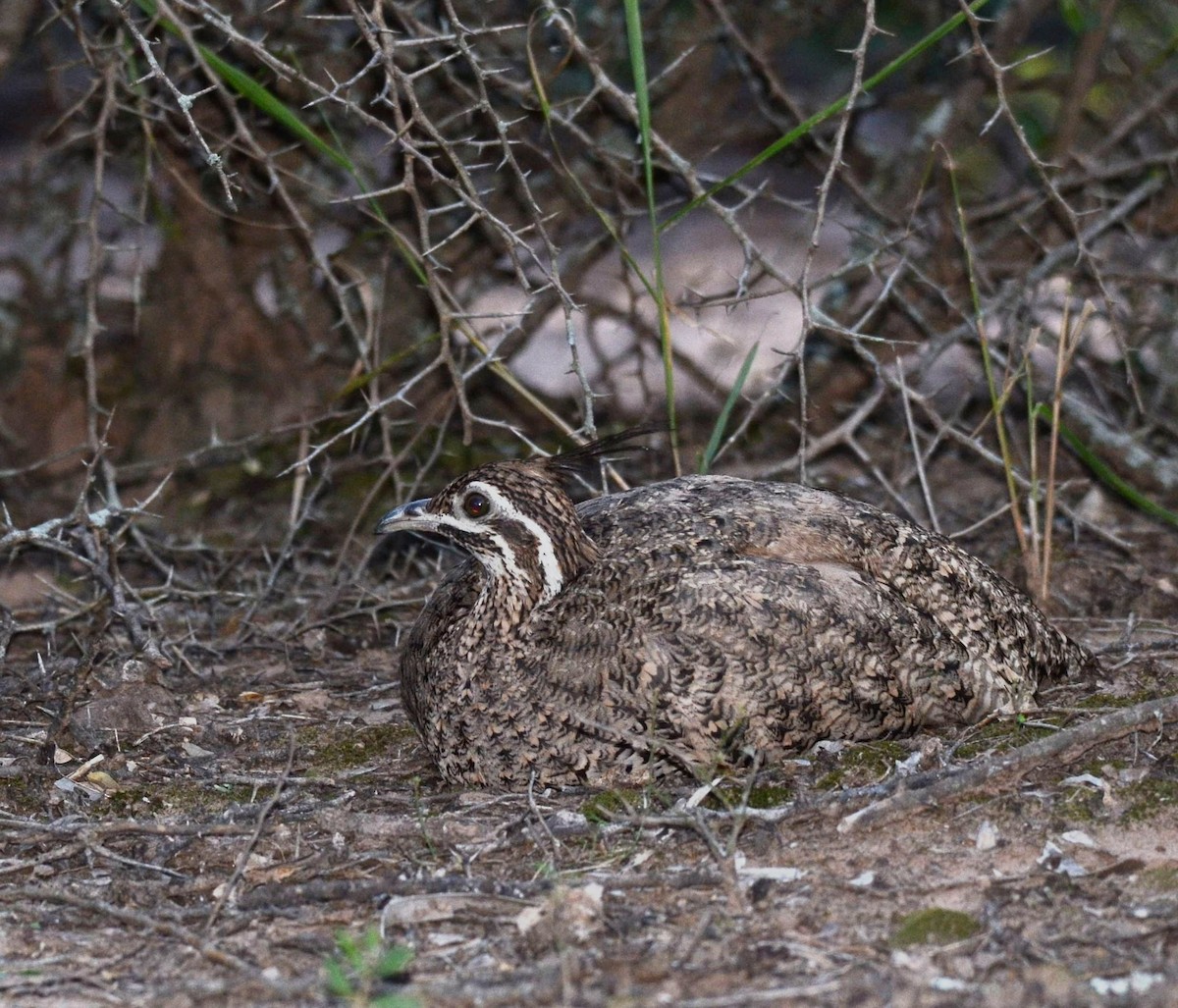 Quebracho Crested-Tinamou - ML325294751