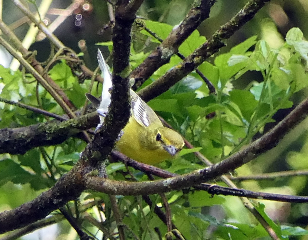 Yellow-throated Vireo - Dennis Arendt