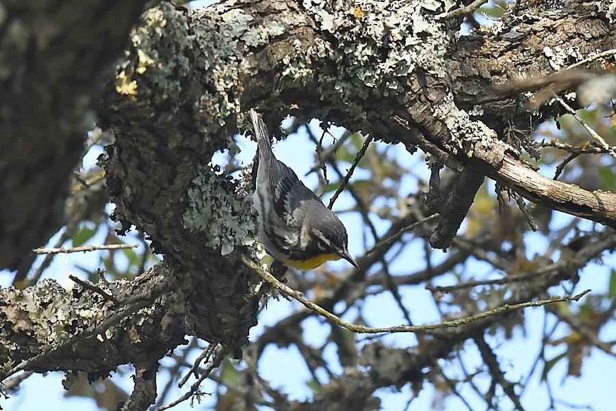 Yellow-throated Warbler - ML325298711
