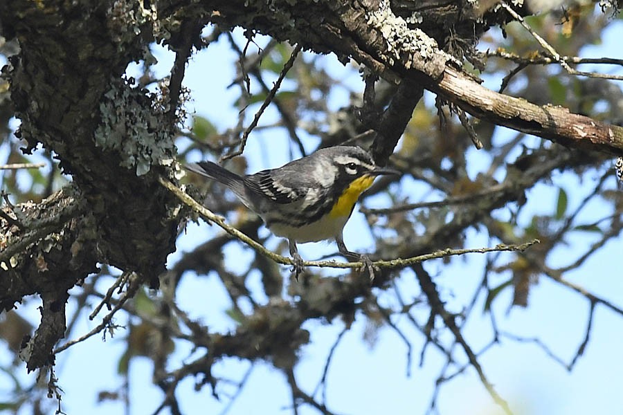 Yellow-throated Warbler - ML325298731