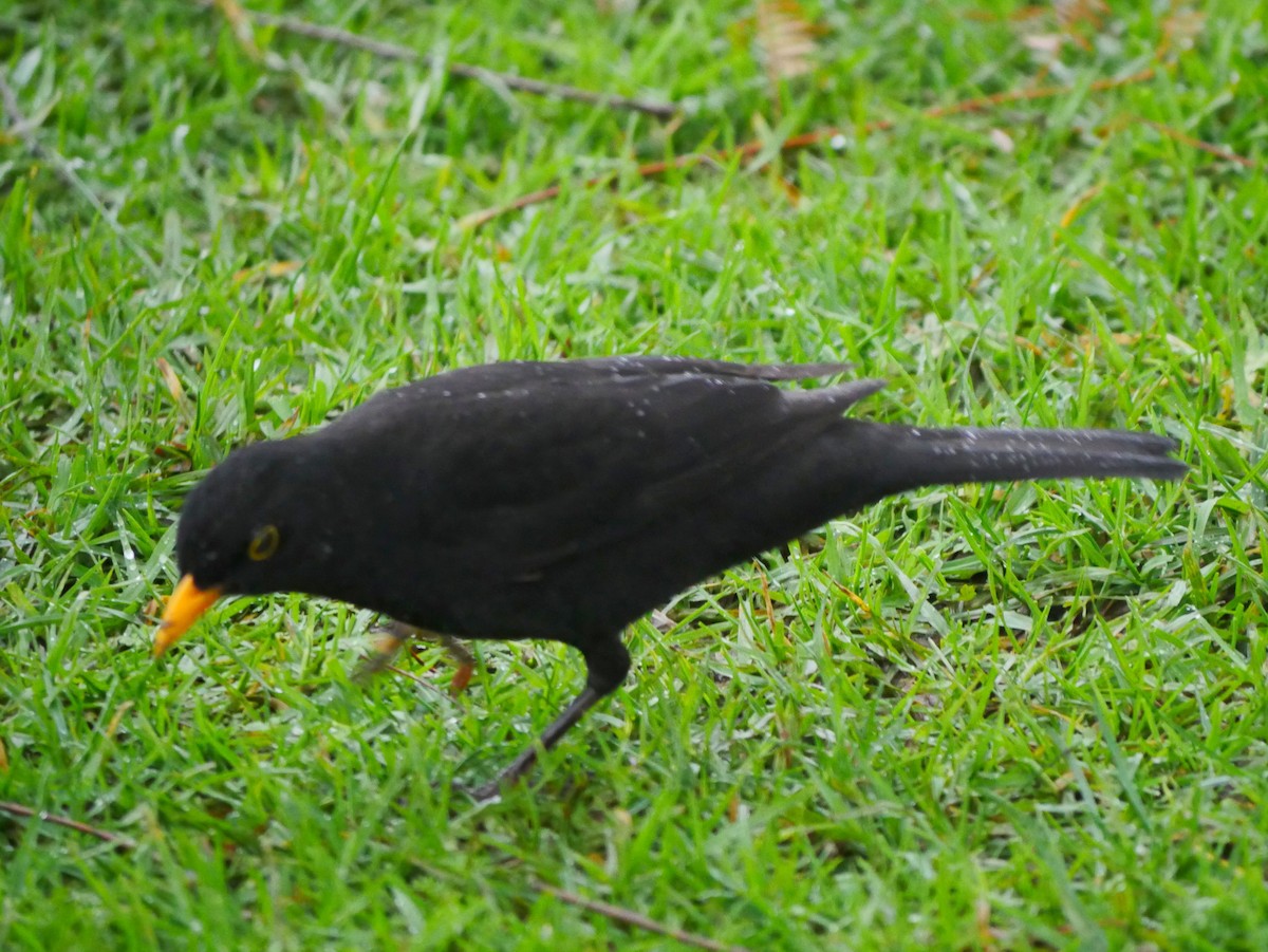 Eurasian Blackbird - ML32529881