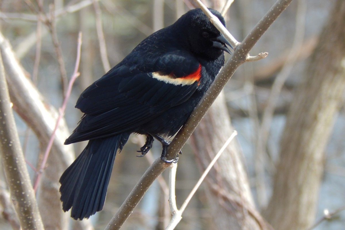 Red-winged Blackbird - ML325308251