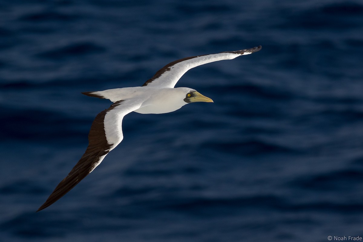 Masked Booby - ML32531251