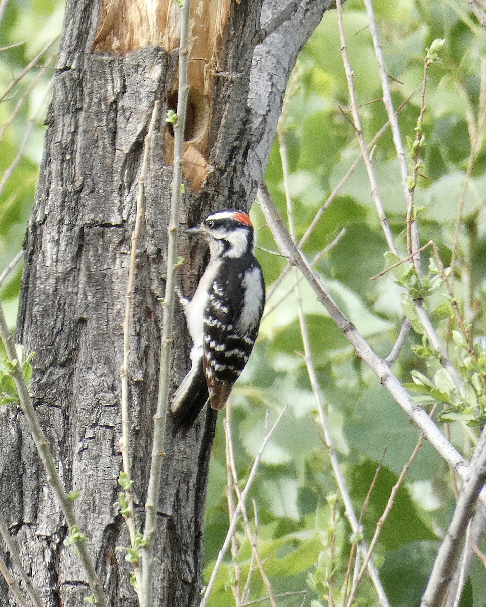 Downy Woodpecker - ML325313301