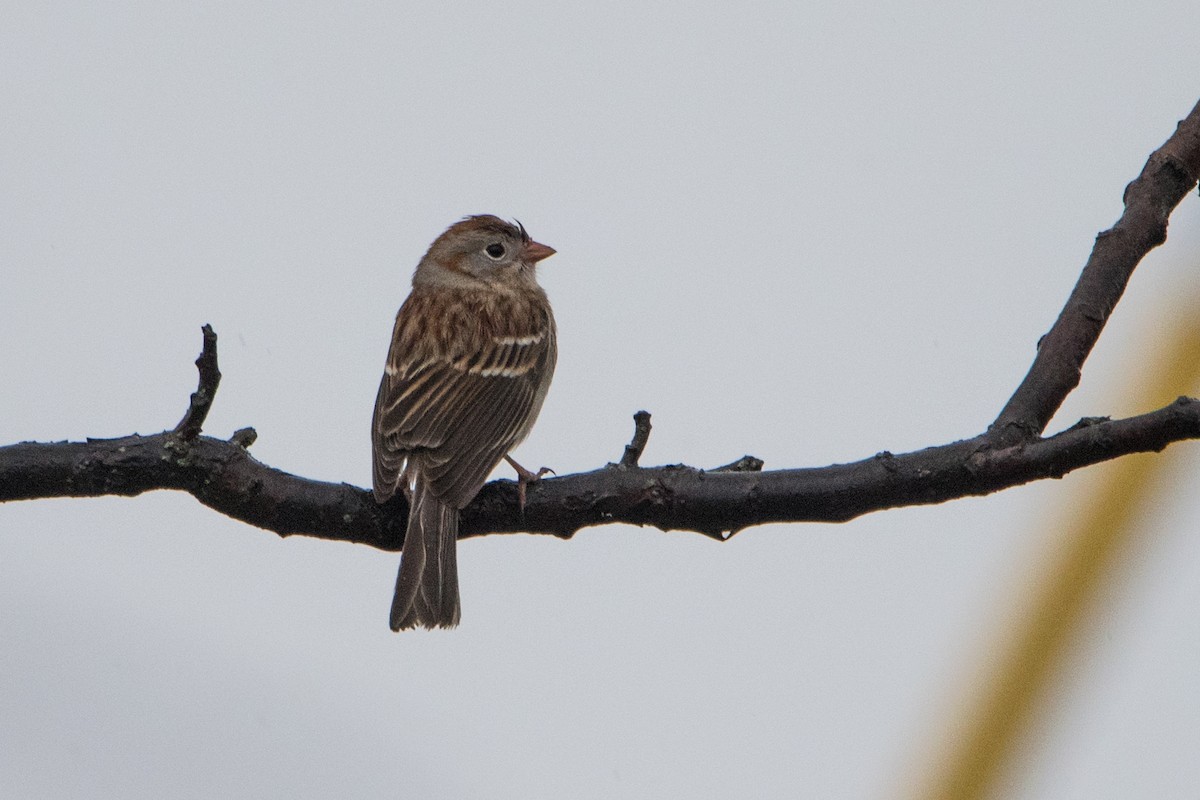 Field Sparrow - Sue Barth