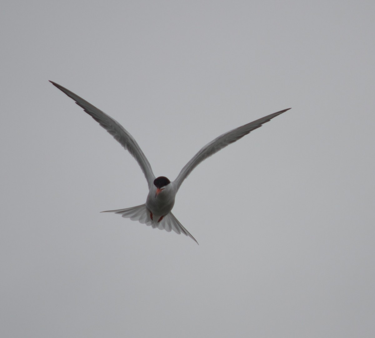 Common Tern - alan murray