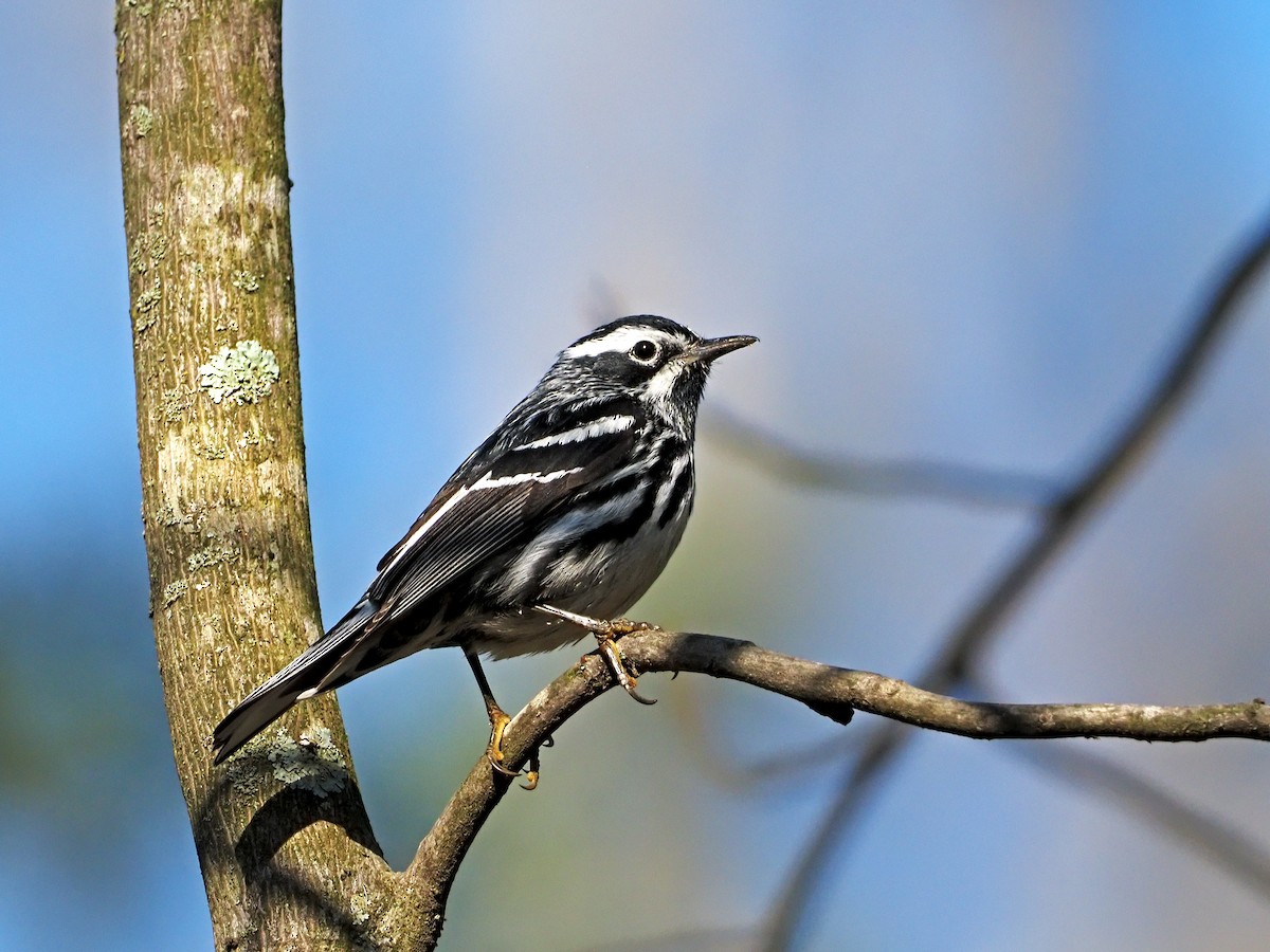 Black-and-white Warbler - ML325318421