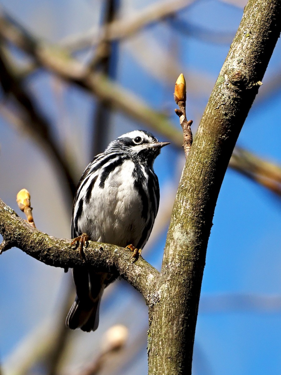 Black-and-white Warbler - ML325318581