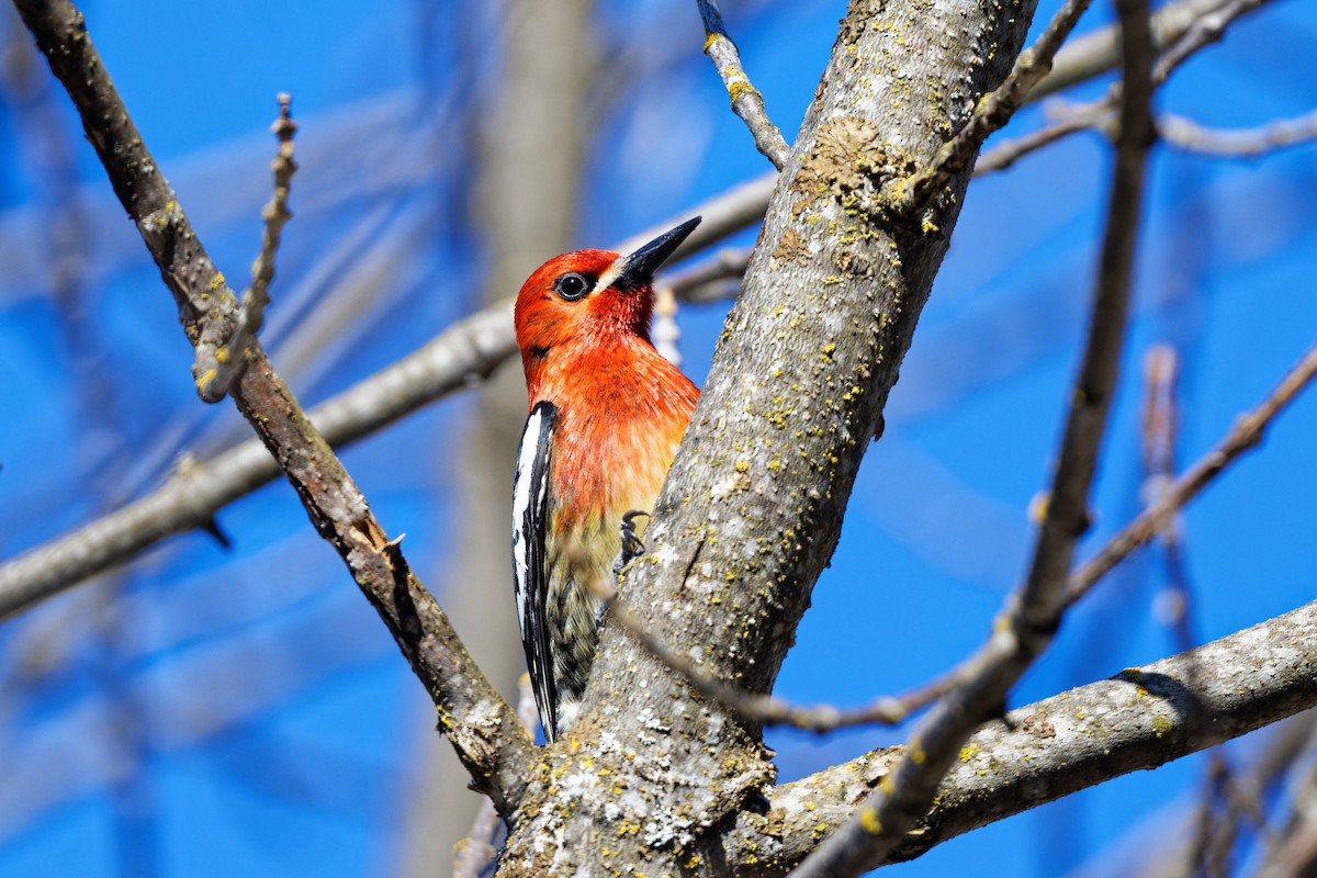Red-breasted Sapsucker - ML325323411