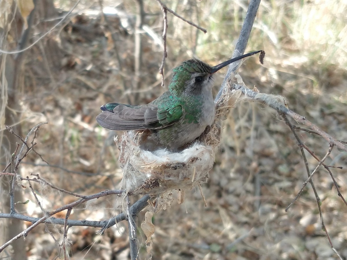 Broad-billed Hummingbird - ML325324131