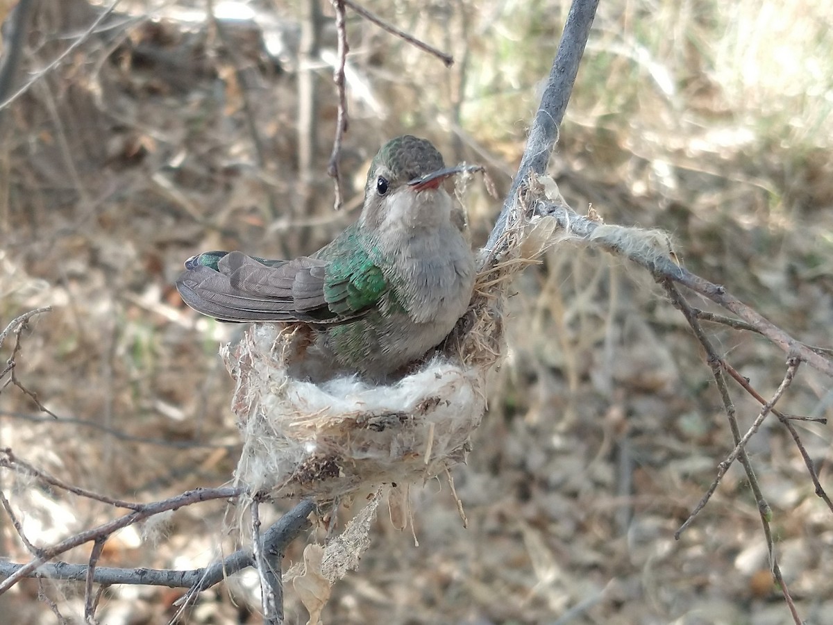 Broad-billed Hummingbird - ML325324141