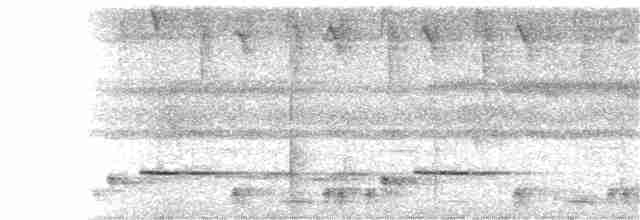 Troglodyte chanteur - ML325325221