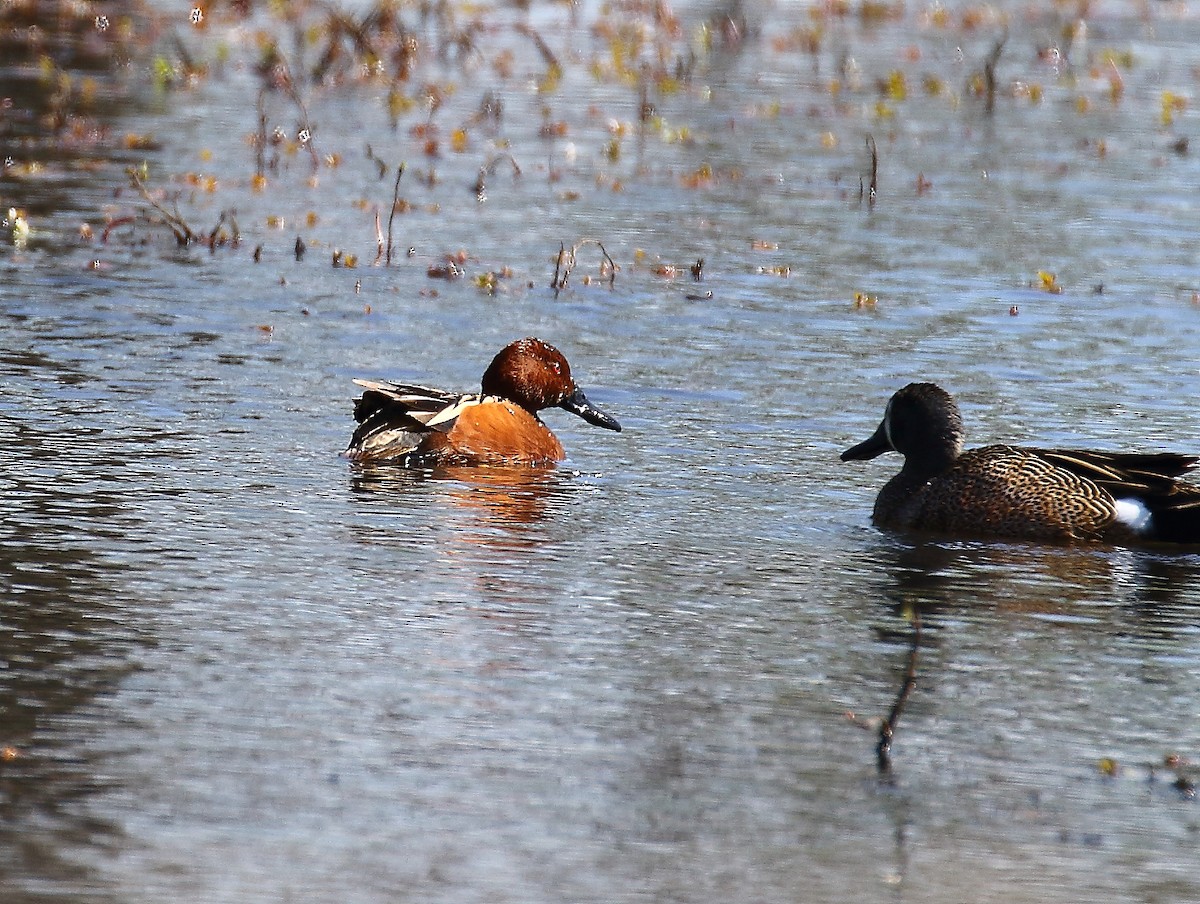 Cinnamon Teal - Terry Mitchell
