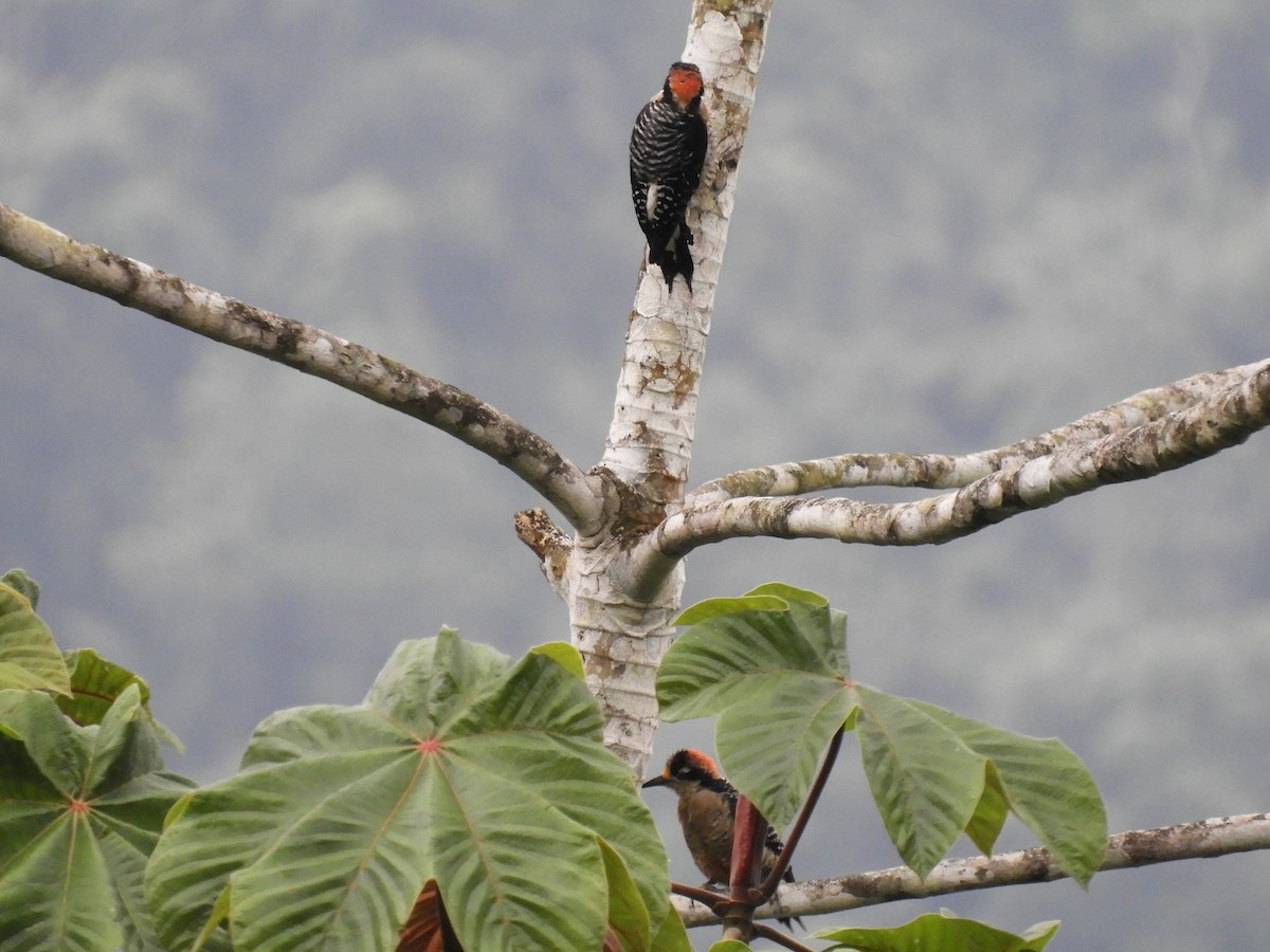 Black-cheeked Woodpecker - ML325330631