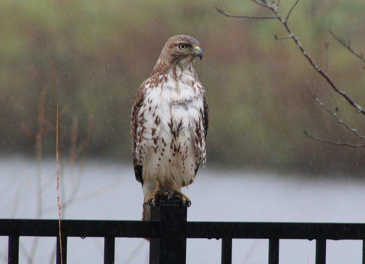 Red-tailed Hawk - ML325336211