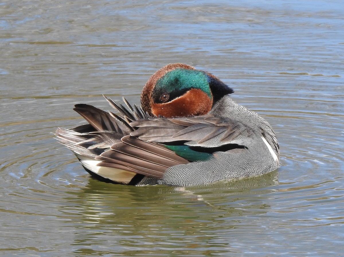 Green-winged Teal - ML325338111