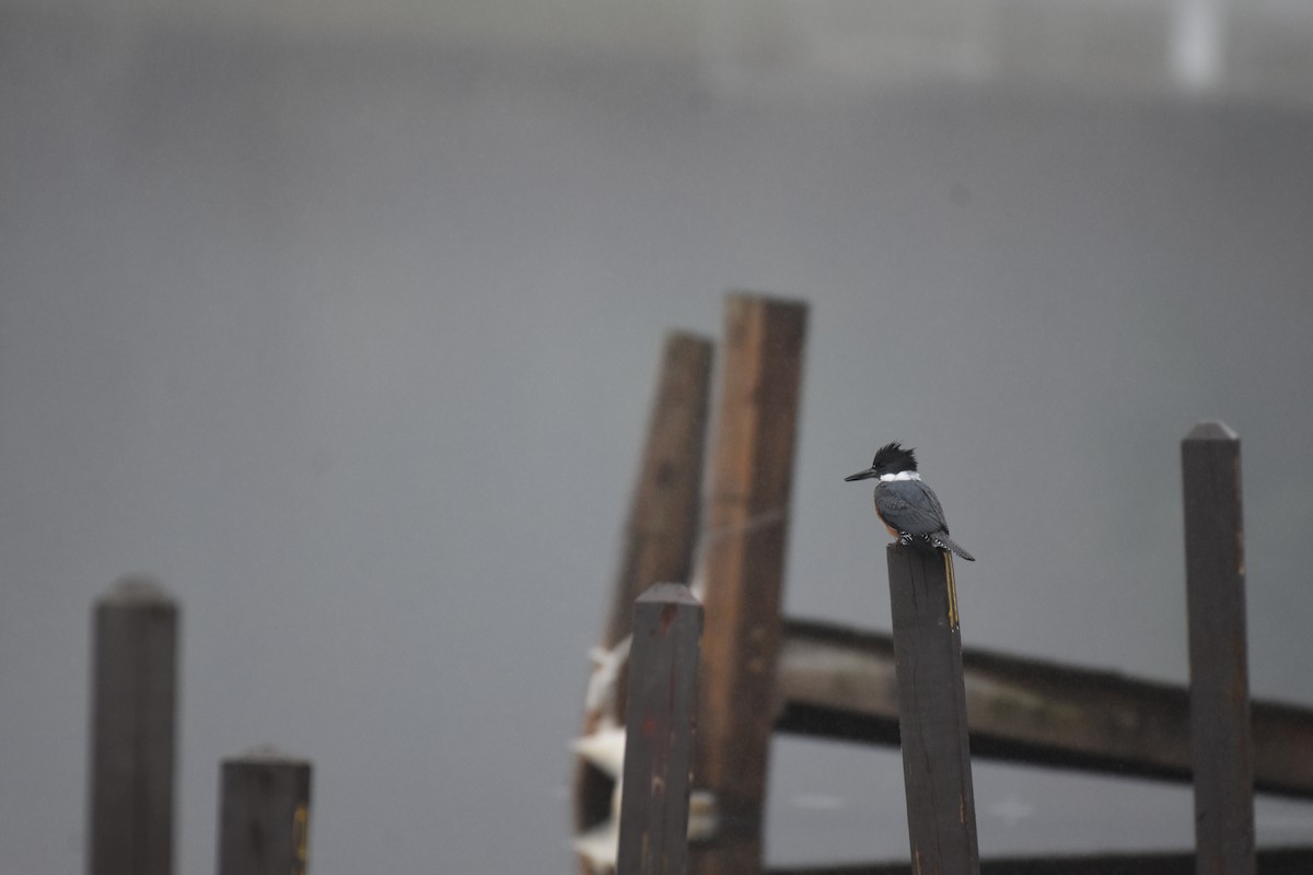 Belted Kingfisher - ML325340281