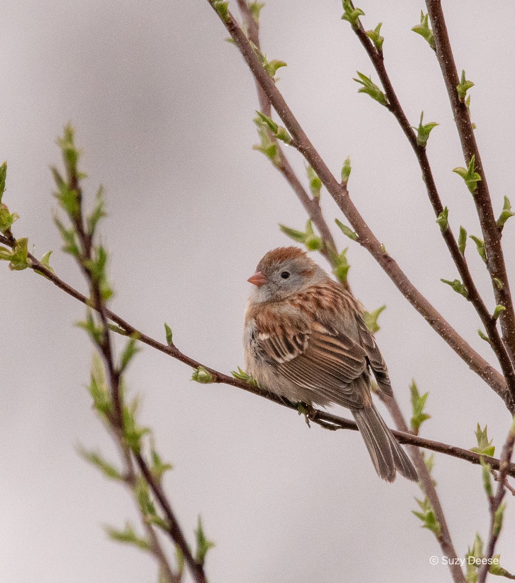 Field Sparrow - ML325351761