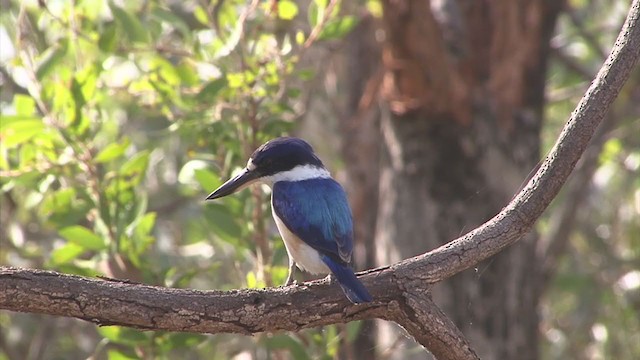 Forest Kingfisher - ML325356171