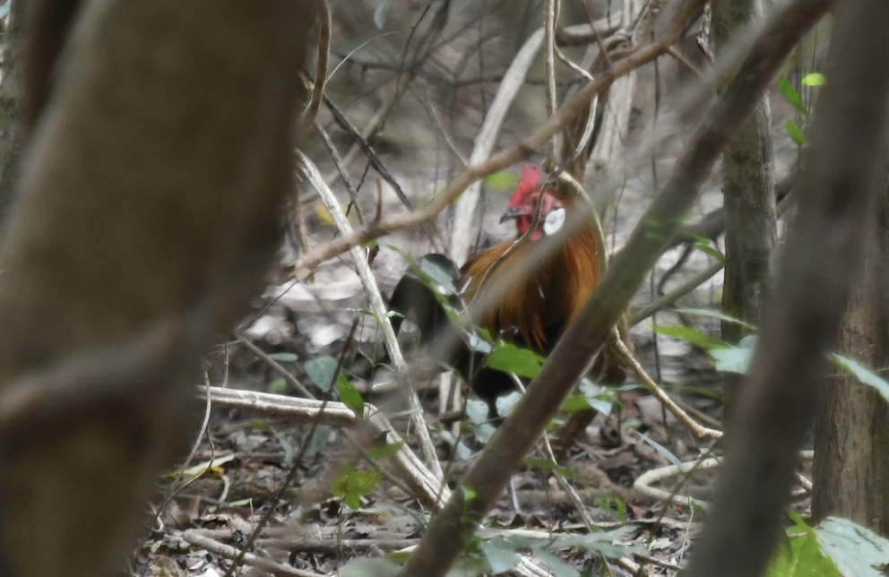 Red Junglefowl - Vetida Pongpanit