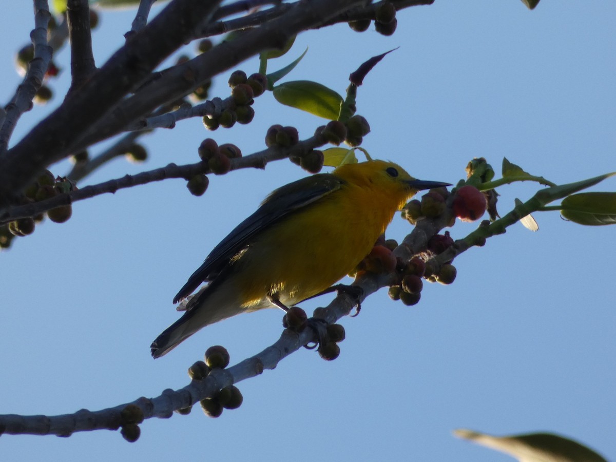 Prothonotary Warbler - ML325363181