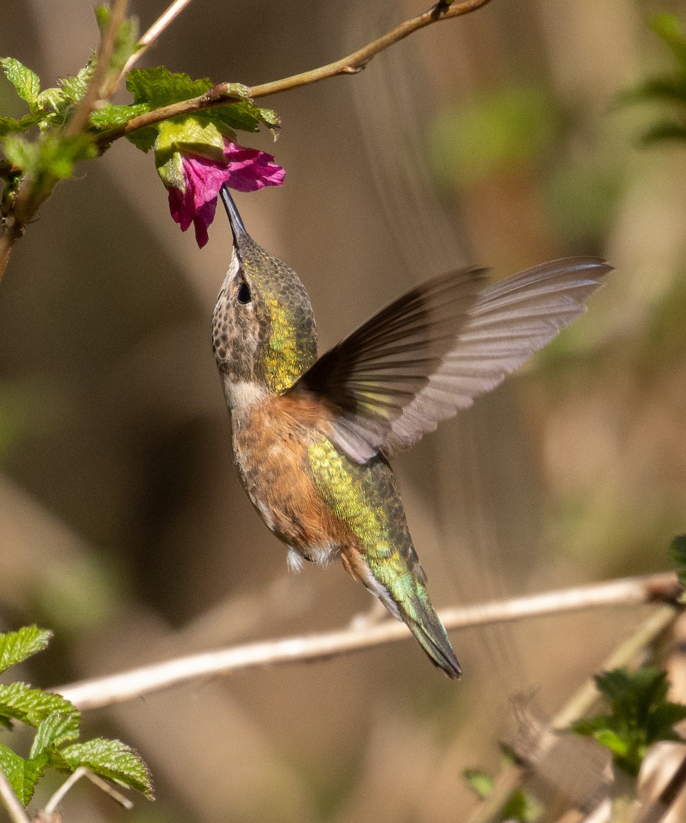 Rufous Hummingbird - Colin Clasen