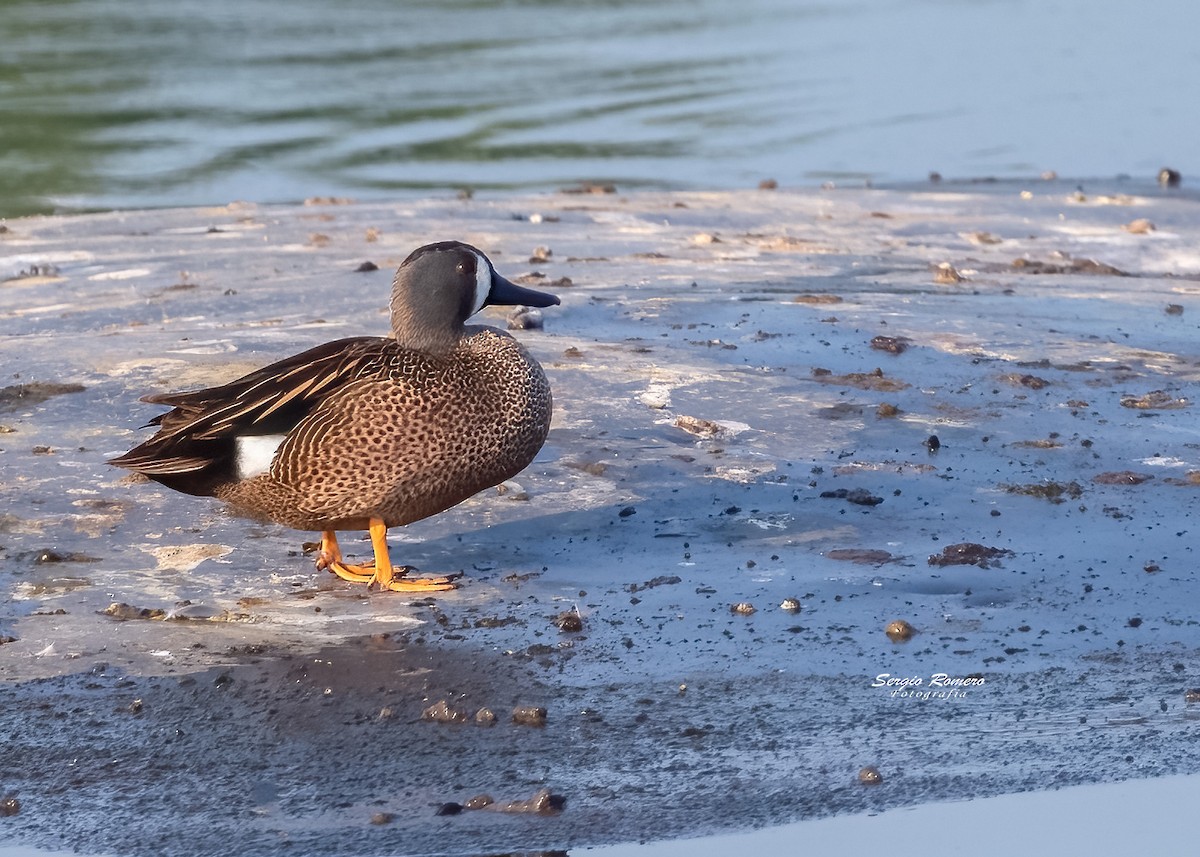 Blue-winged Teal - ML325367341