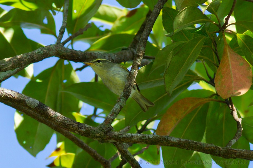 Davison's Leaf Warbler - Wich’yanan Limparungpatthanakij