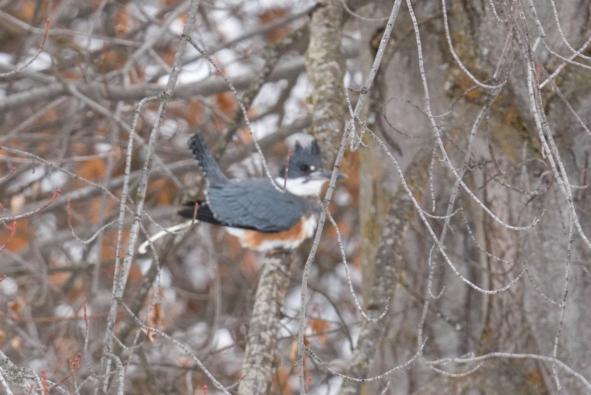 Belted Kingfisher - ML325379281