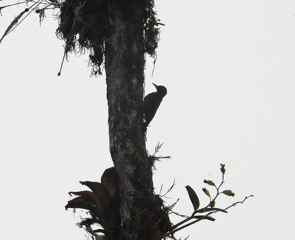 Smoky-brown Woodpecker - Albeiro Erazo Farfán