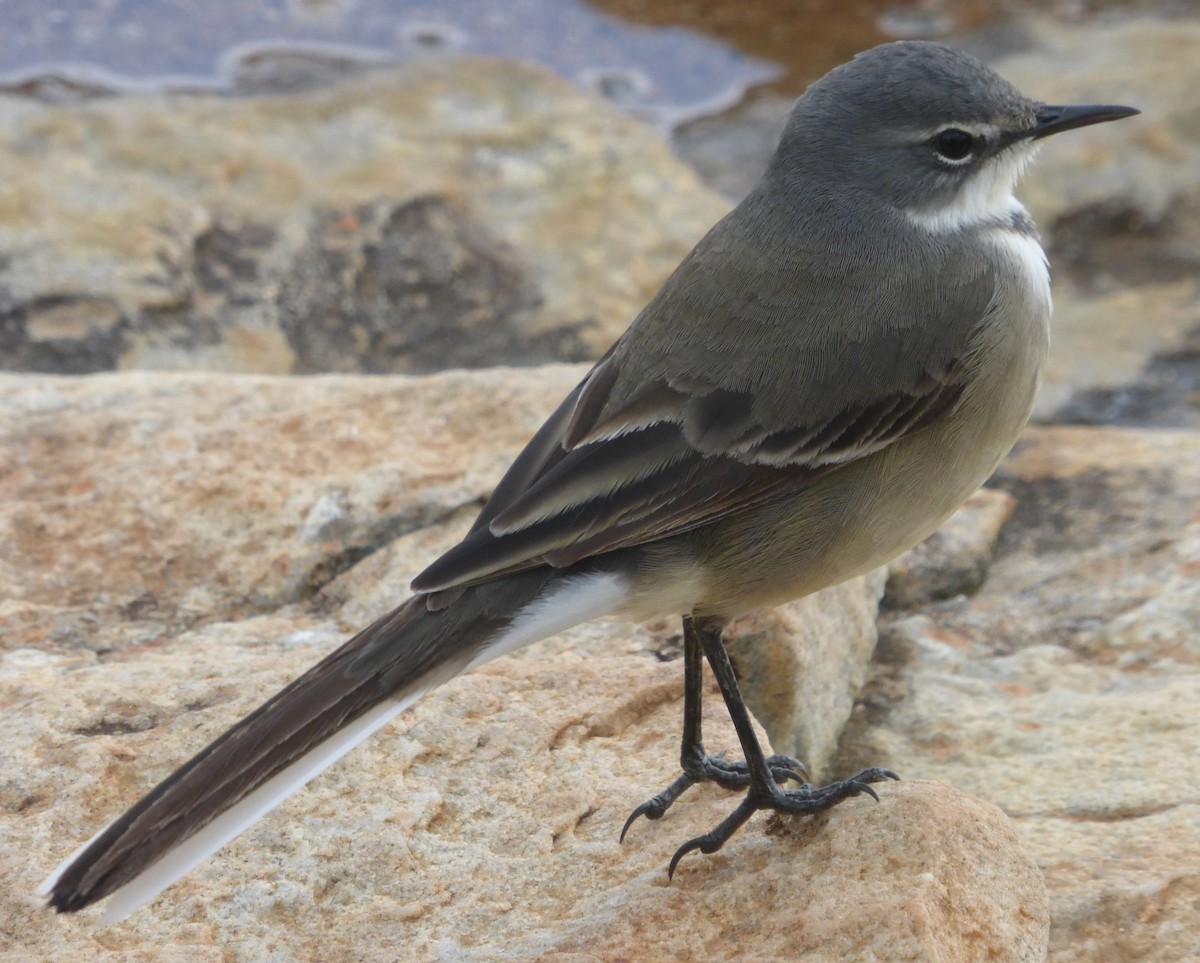 Cape Wagtail - ML32539131