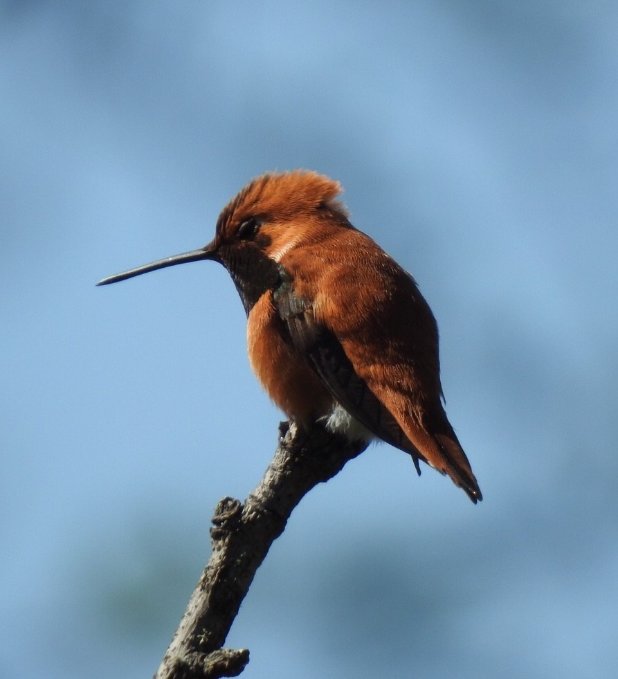 Rufous Hummingbird - Robin Melvin