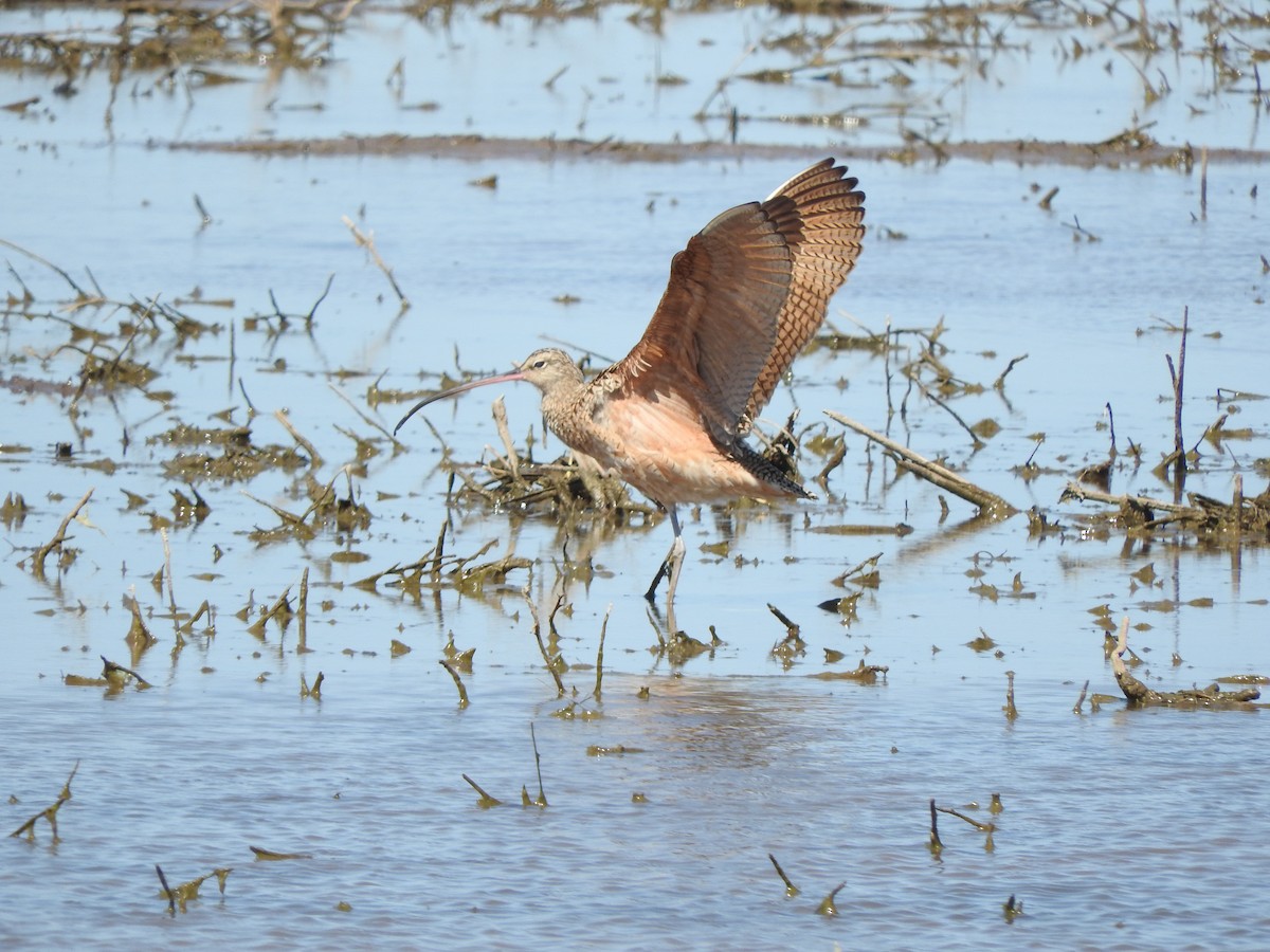 Long-billed Curlew - ML325392801
