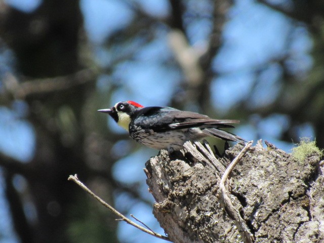 Acorn Woodpecker - Breden Urquia