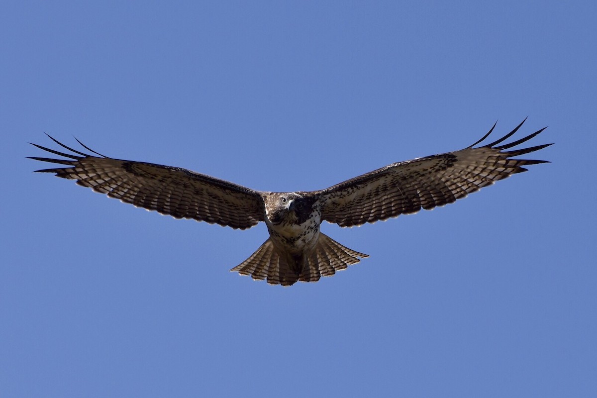 Red-tailed Hawk - ML32540331