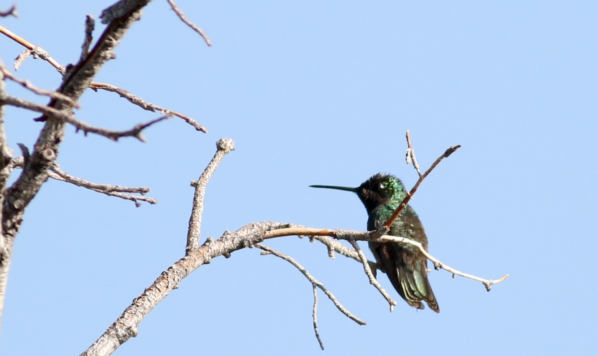 Rivoli's Hummingbird - Jay McGowan