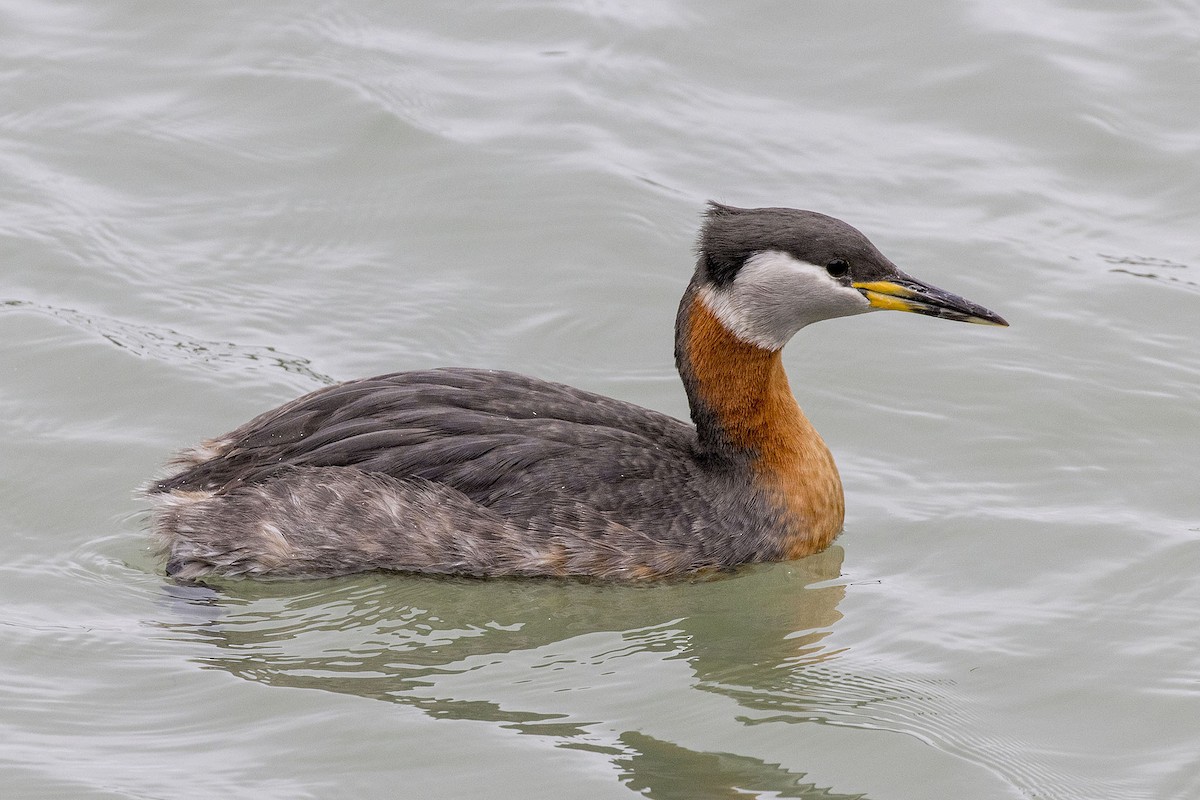 Red-necked Grebe - Brian Bailey