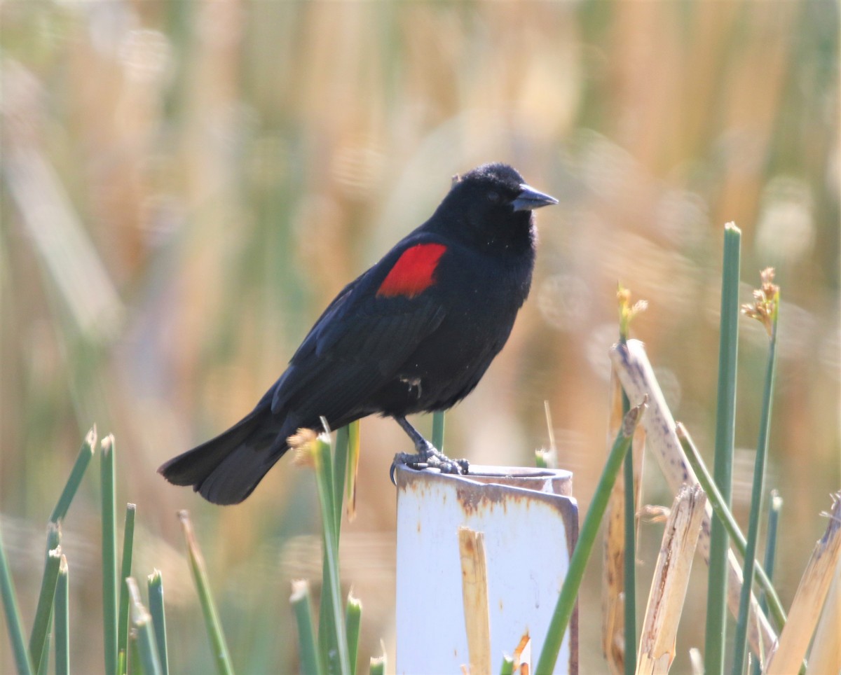 Red-winged Blackbird (California Bicolored) - Ryan Phillips
