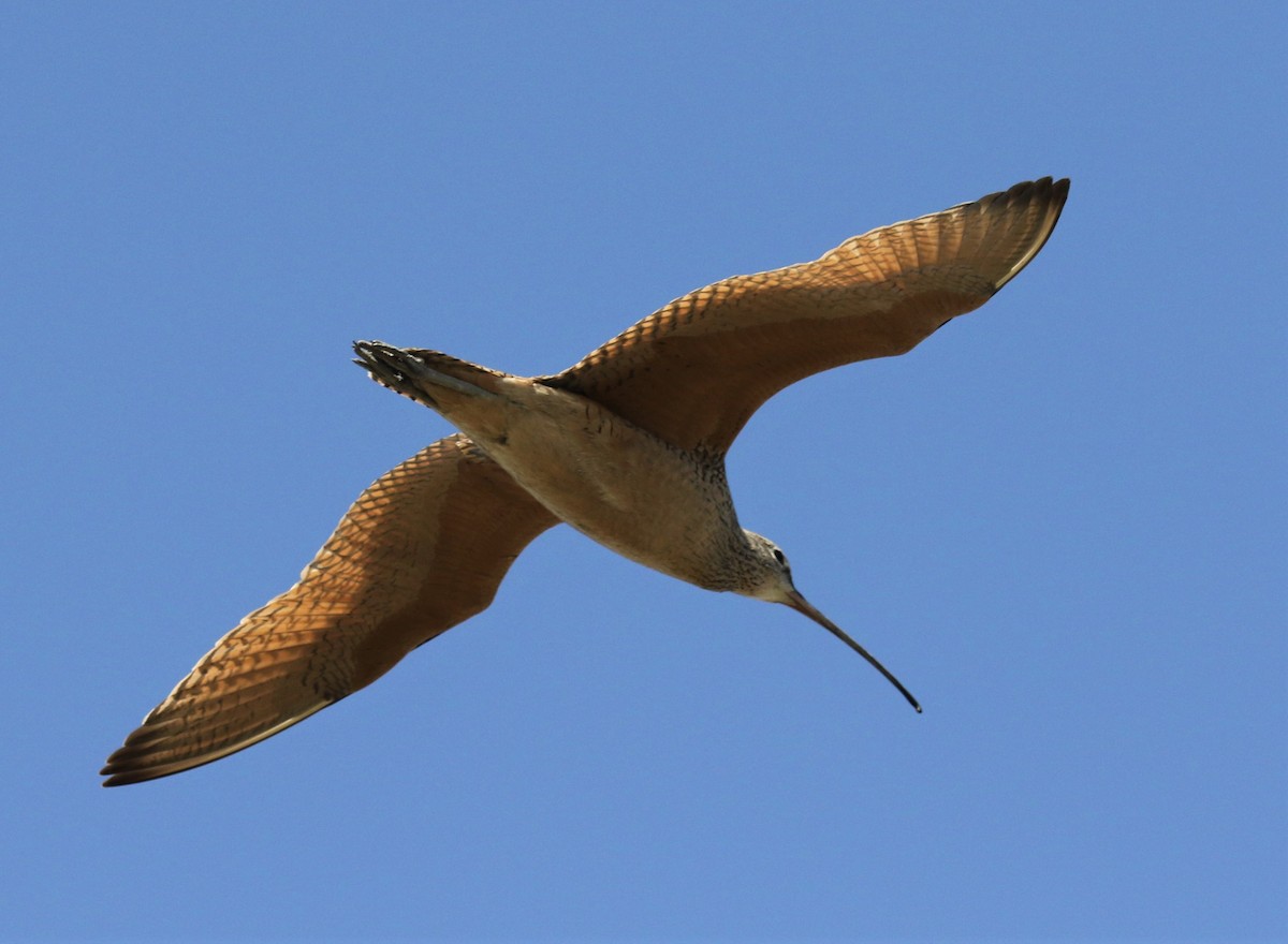 Long-billed Curlew - ML325416001