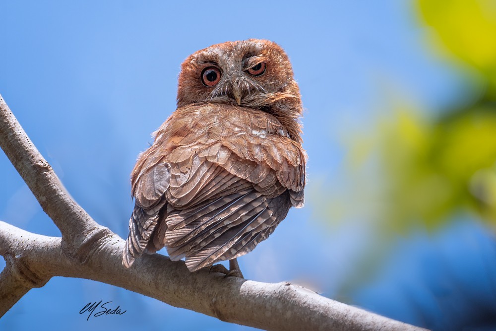 Puerto Rican Owl - Manuel Seda