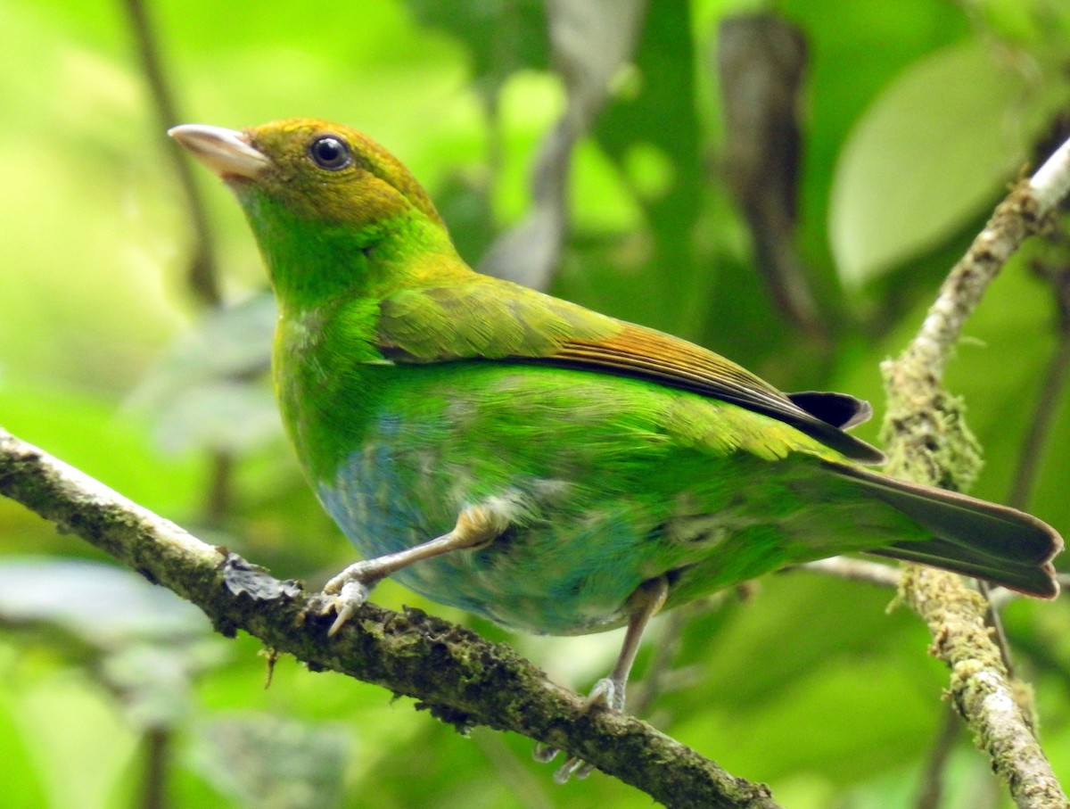Rufous-winged Tanager - ML325419331