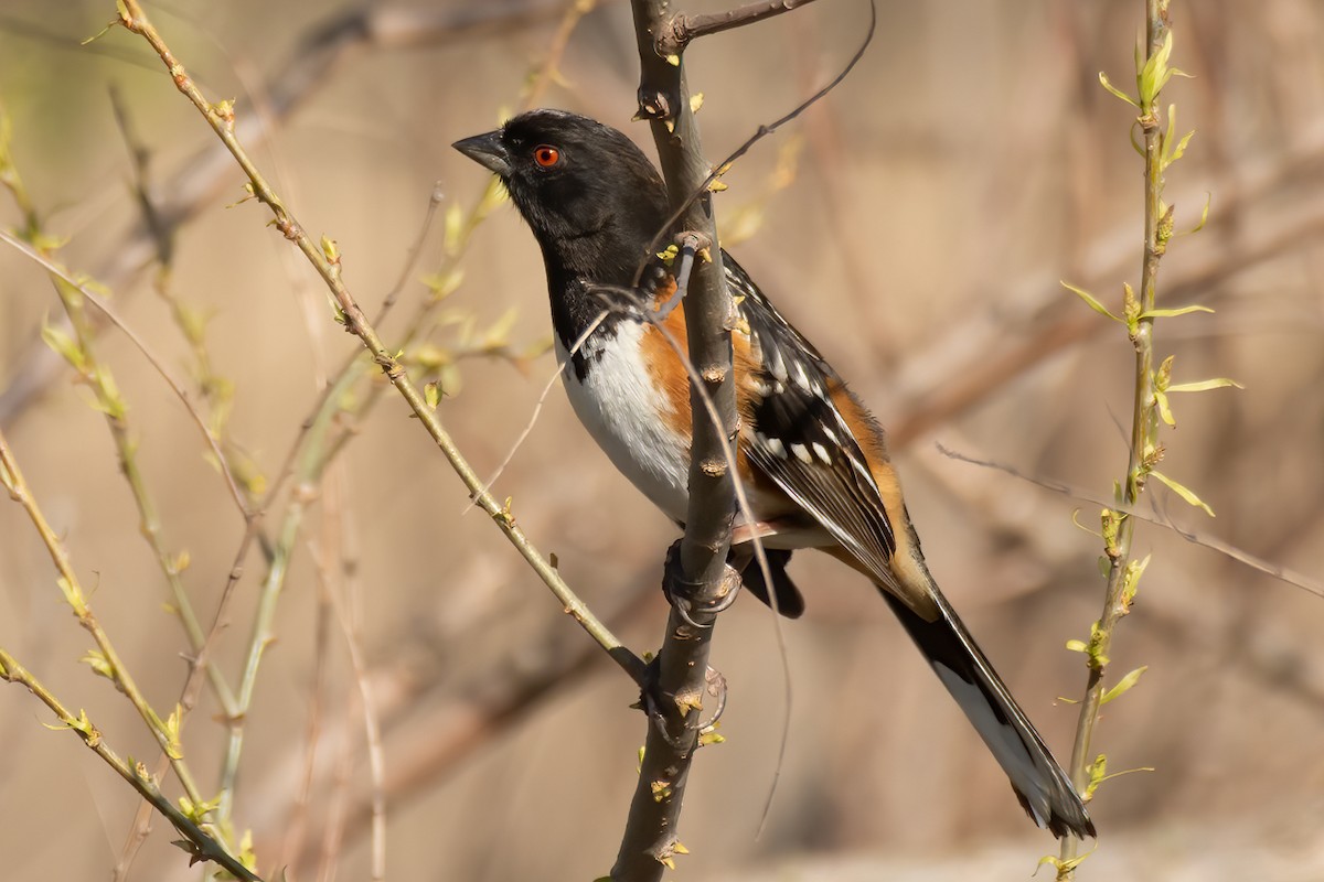 Spotted Towhee - ML325419741